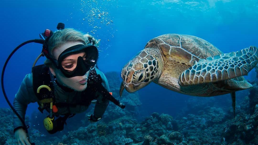 Guided Dives On The Great Barrier Reef For Certified Divers From 155 A