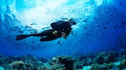 Diving vertical tile (c) Shutterstock - 1 - 1 Diving vertical tile (c) Shutterstock - 1 - 1