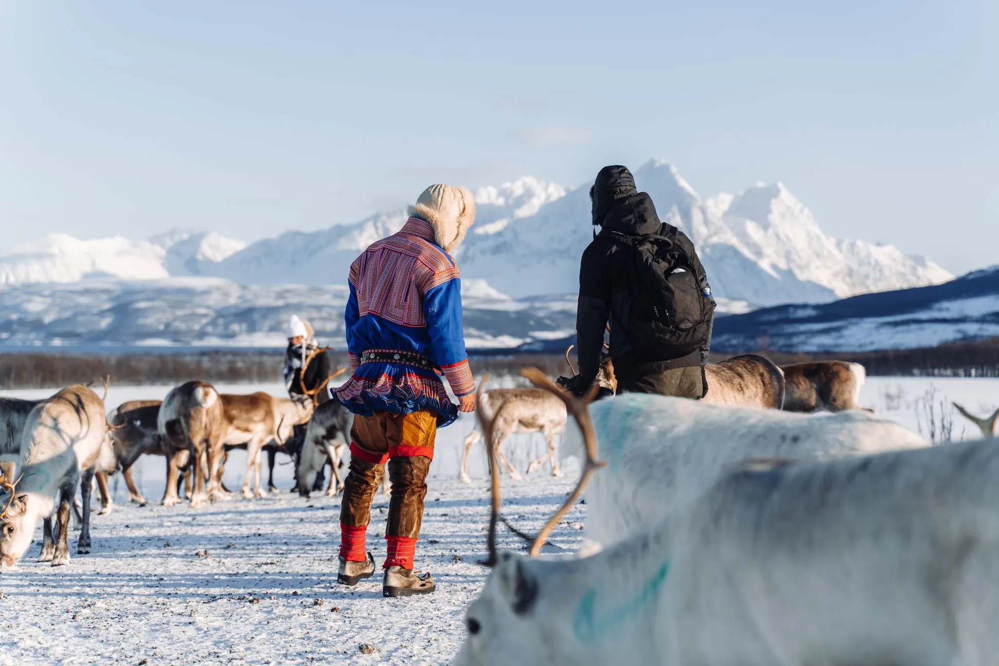 Een kudde rendieren tijdens een tour met Tromsø Lapland.