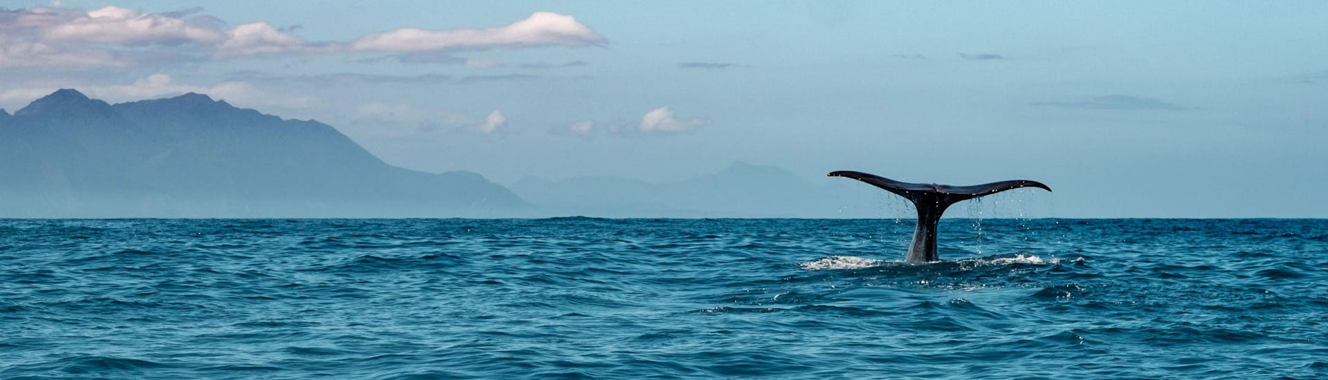 The fin of a whale can be seen on the surface of the ocean, as seen on a boat trip in Kaikoura.