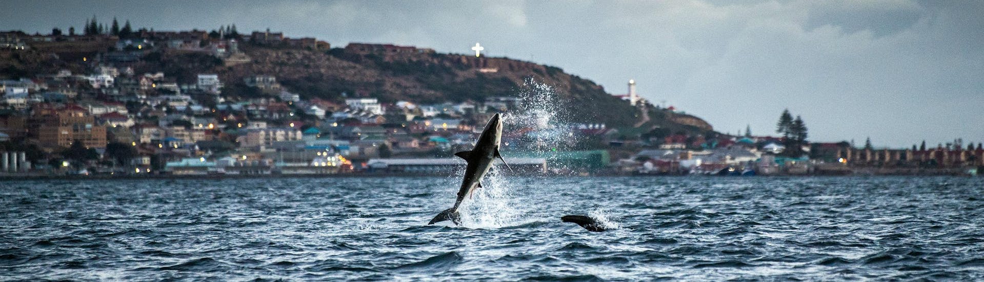 A great white shark is seen breaching in the waters of Mossel Bay, where several operators offer boat trips for visitors.