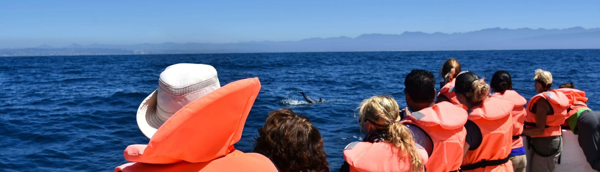 A group of people is watching a dolphin frolicking in the sea while on a boat trip in Plettenberg Bay.