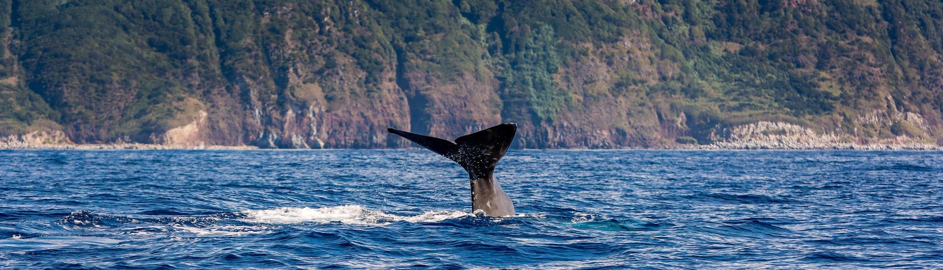 Una cola de ballena avistada por personas que realizan una excursión en barco con avistamiento de cetáceos.