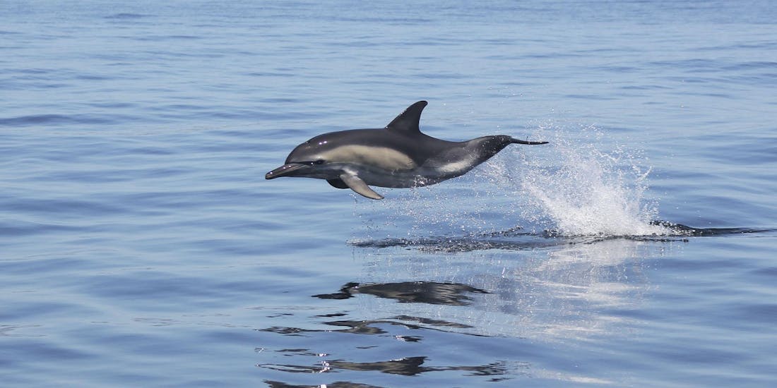 Dolfijn die uit het water springt. 