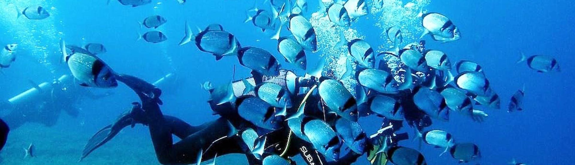 Een duiker omringd door een school vissen tijdens een duik met Cyprus Diving Adventure.