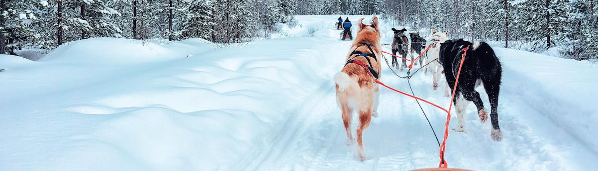 Tours & Activities Swedish Lapland SEM Hero Exciting activities in Swedish Lapland.