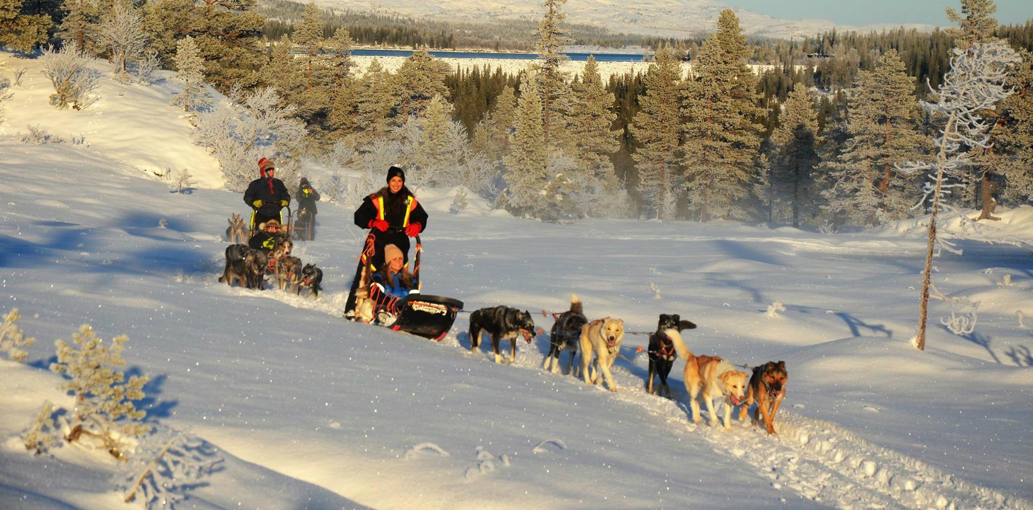 norwegian sled dog