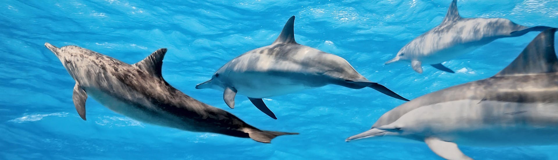 Observa a los delfines nadando durante tu paseo en barco y miralos saltar
