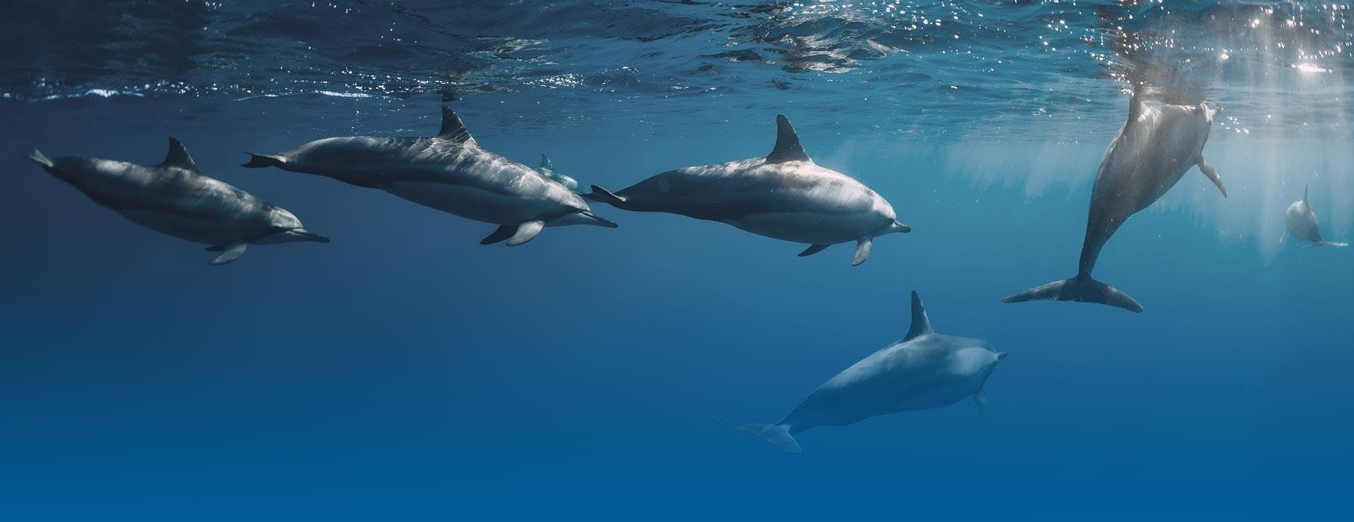 Escapade Plongée Réunion Foto van een groep dolfijnen tijdens een duik met Escapade Plongée Réunion.
