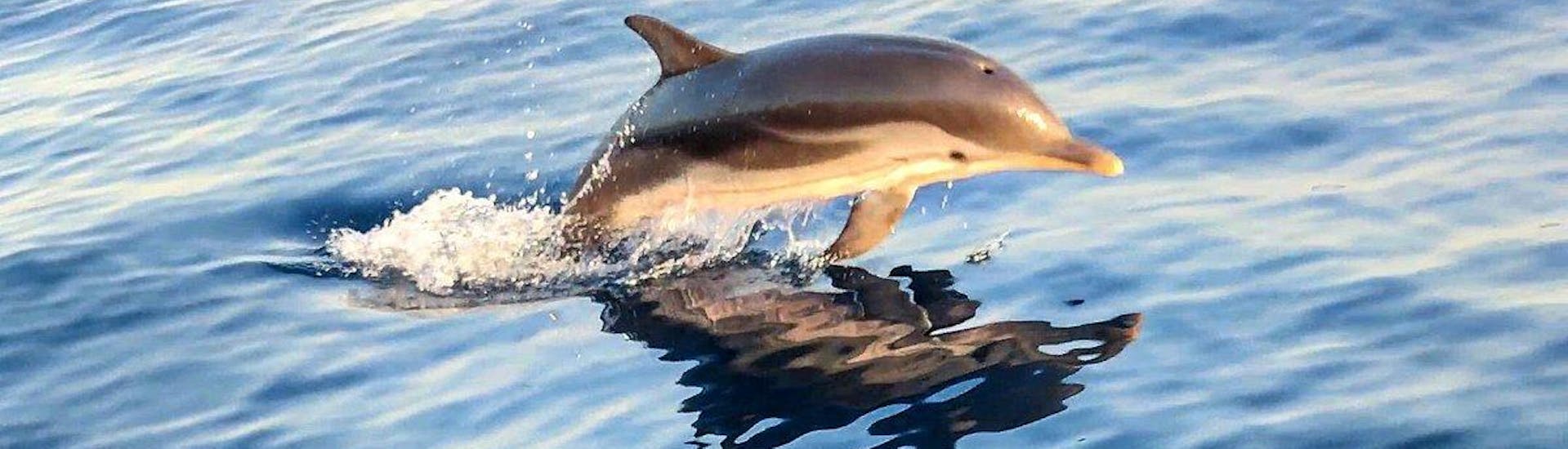 A dolphin jumping out of the water, possible to see it during a trip with Escursioni Poseidon.