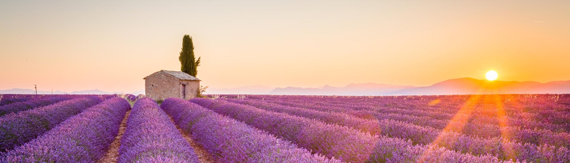 Vue des champs de lavande du célèbre plateau de Valensole en Provence.