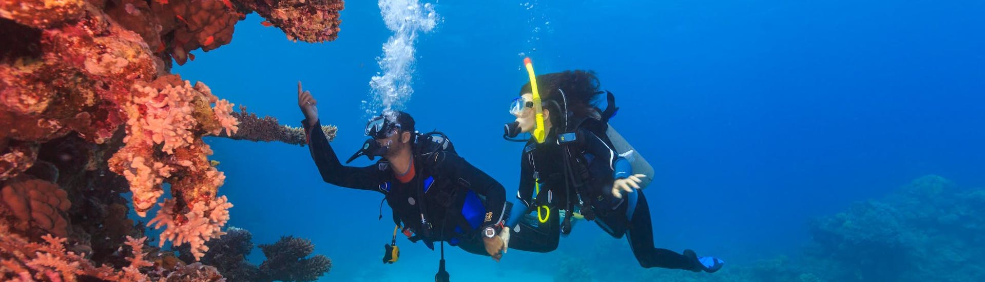 Un grupo de buceadores realiza un curso FFESSM cerca de un arrecife de coral.
