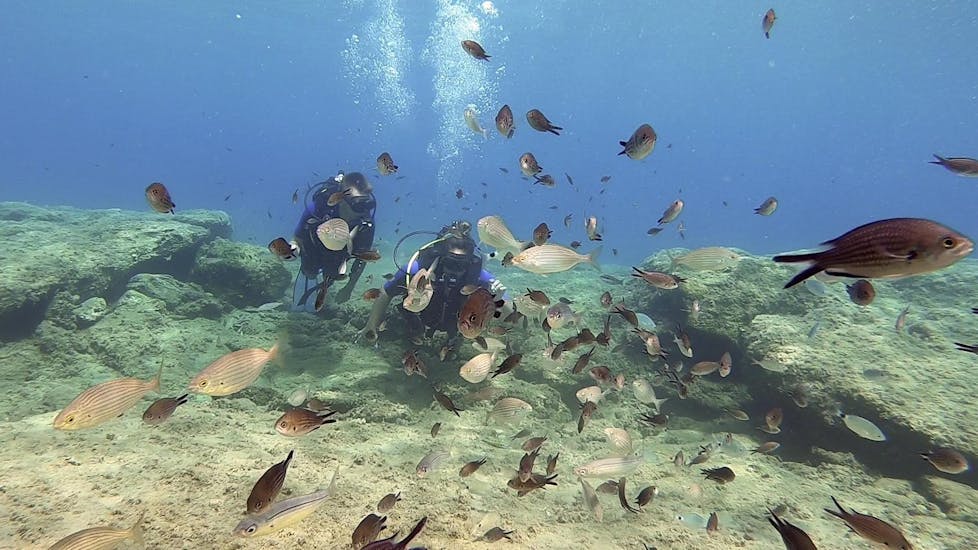 Two diver surrounded by a school of fish during a dive with Cretan Divers.