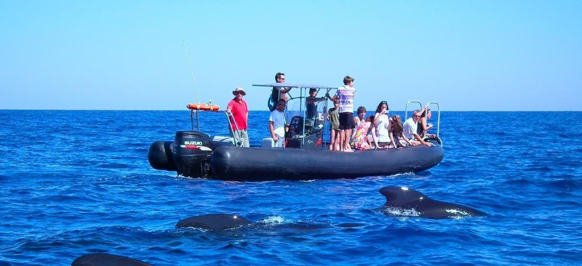 Photo of the Cap Sud Horizon Saint-Cyr-sur-Mer sailing on the water with passengers surrounded by cetaceans.