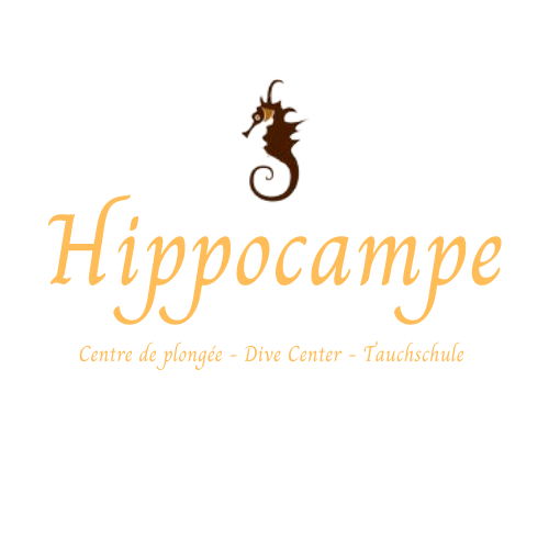 Hippocampe Porto-Vecchio Hippocampe Porto-Vecchio