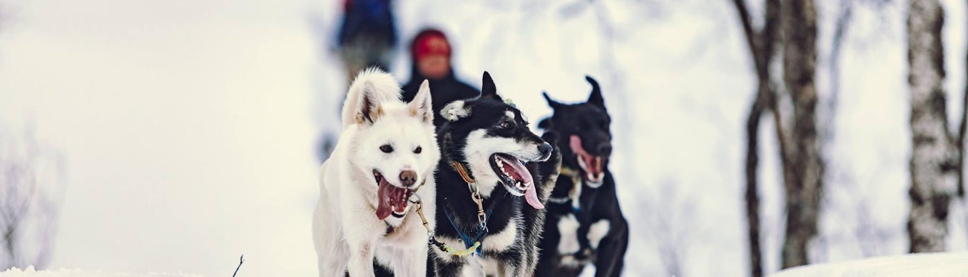 A group of huskies run contentedly through the snow-covered forest with lyngsfjord adventure near tromso