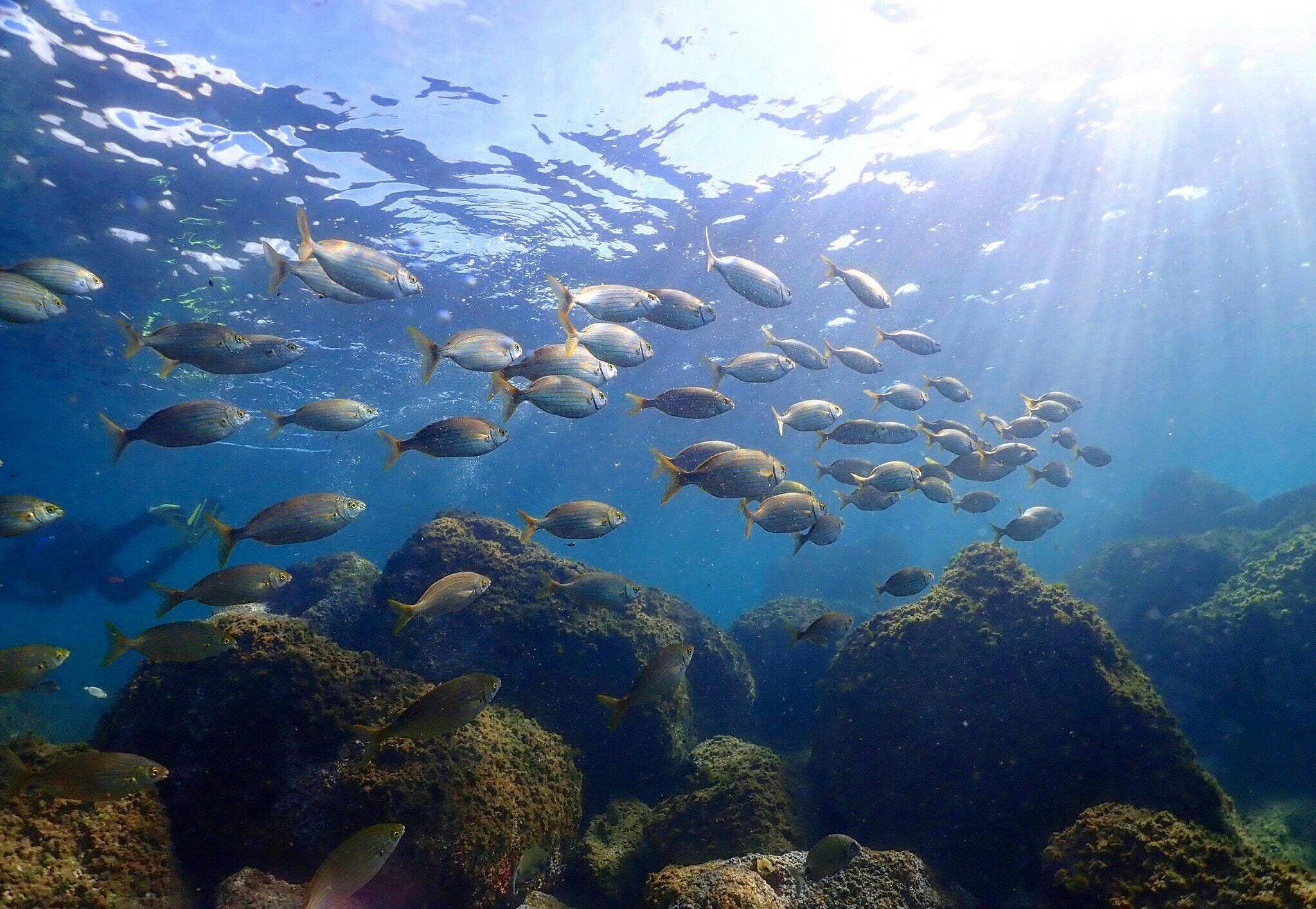 IMG_0083-min Magnifique paysage de montagnes et de mer, où se déroulent les activités de Buceo Hispania Barcelona.