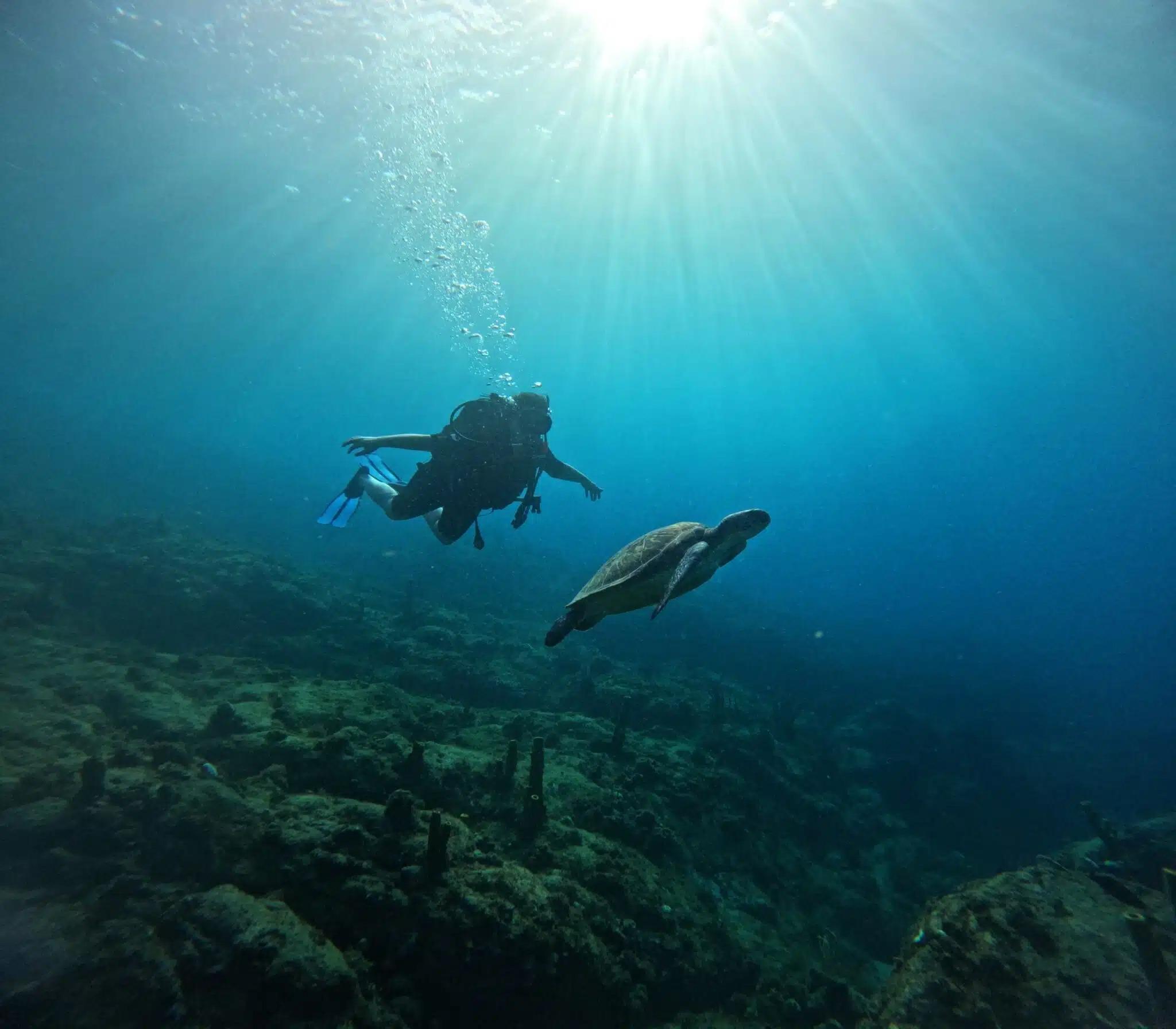 Una persona osserva una tartaruga sott'acqua durante una sessione di immersione con O fil de l'eau Martinique.