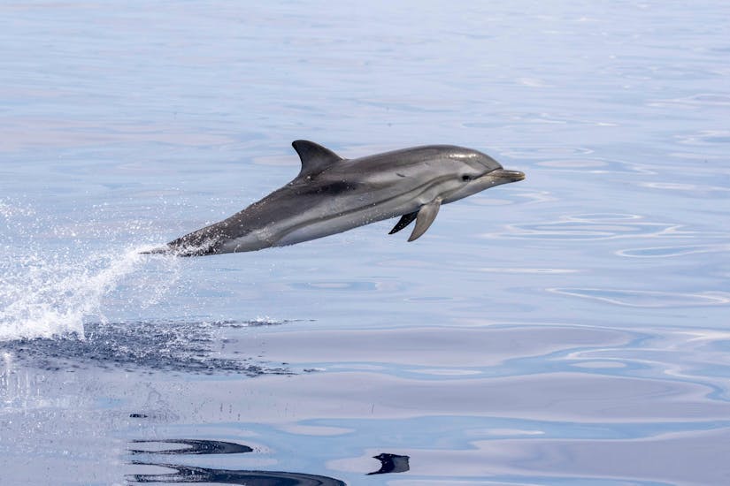 A dolphin jumping out of the water during a Méditérrannée riviera navigation cruise.