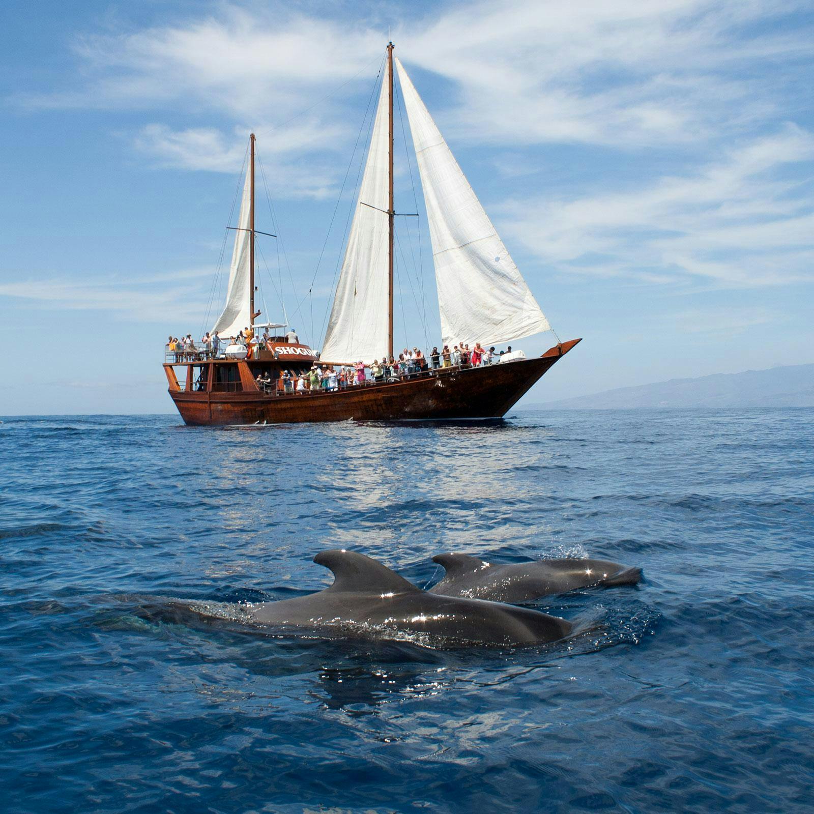 Neptuno-Sea-Company-01 Beautiful landscapes showcasing mountains and sea, where the experiences of Neptuno Whale Experience Tenerife are taking place.