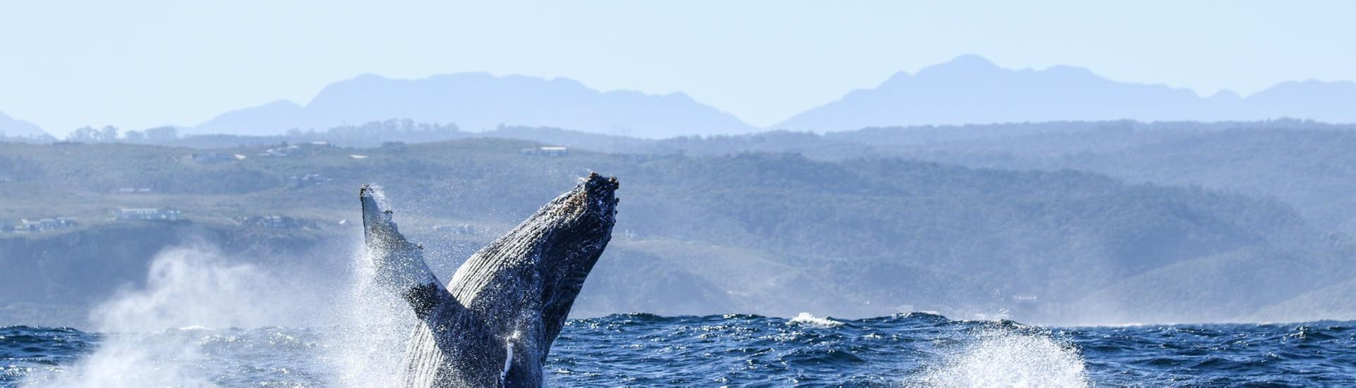 Tourists on Ocean Odyssey Garden Route vessel are experiencing the incredible acrobatic skills of a whale humpback in Indian ocean.