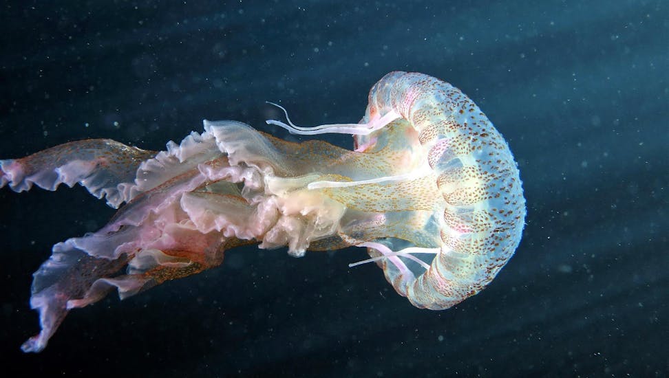 Photo d'une belle méduse qui peut être observée lors des plongées d'explorations et des cours de plongée sous-marine avec Octopus Garden Diving Centre à Malte.