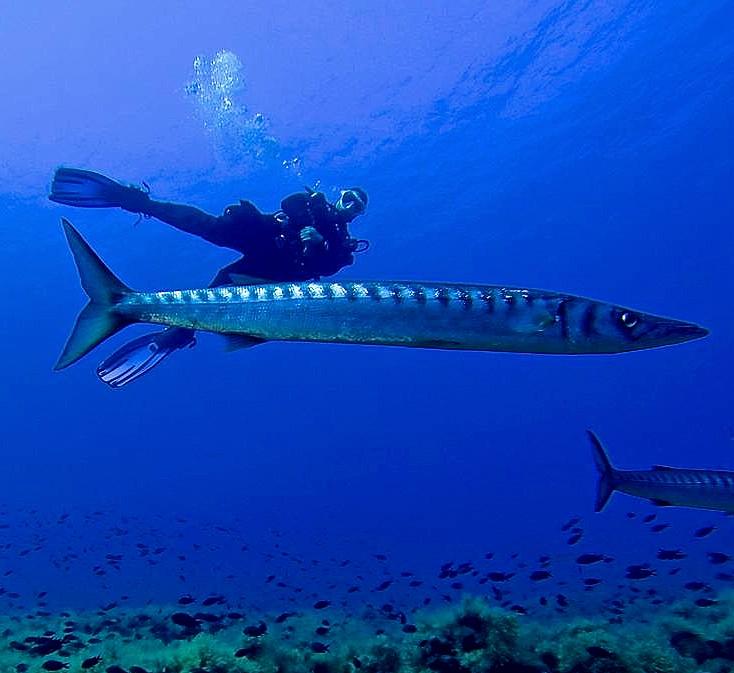 Tauchkurs In Ustica Fur Zertifizierte Taucher Ab 70 Checkyeti