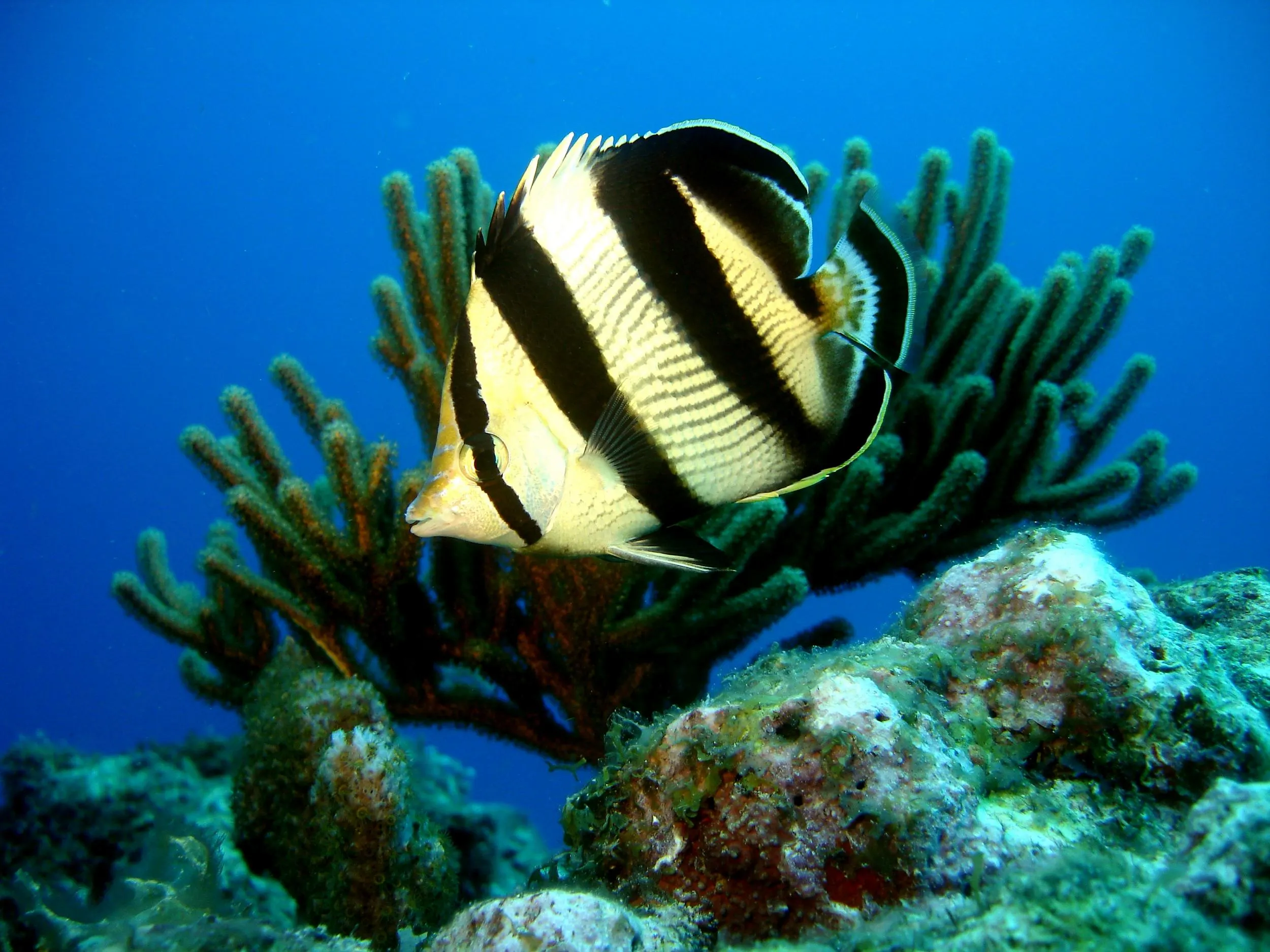 PAPILLON RAYEcheck yeti Beautiful landscapes showcasing mountains and sea, where the experiences of Anbadlola Guadeloupe-Plongée are taking place.