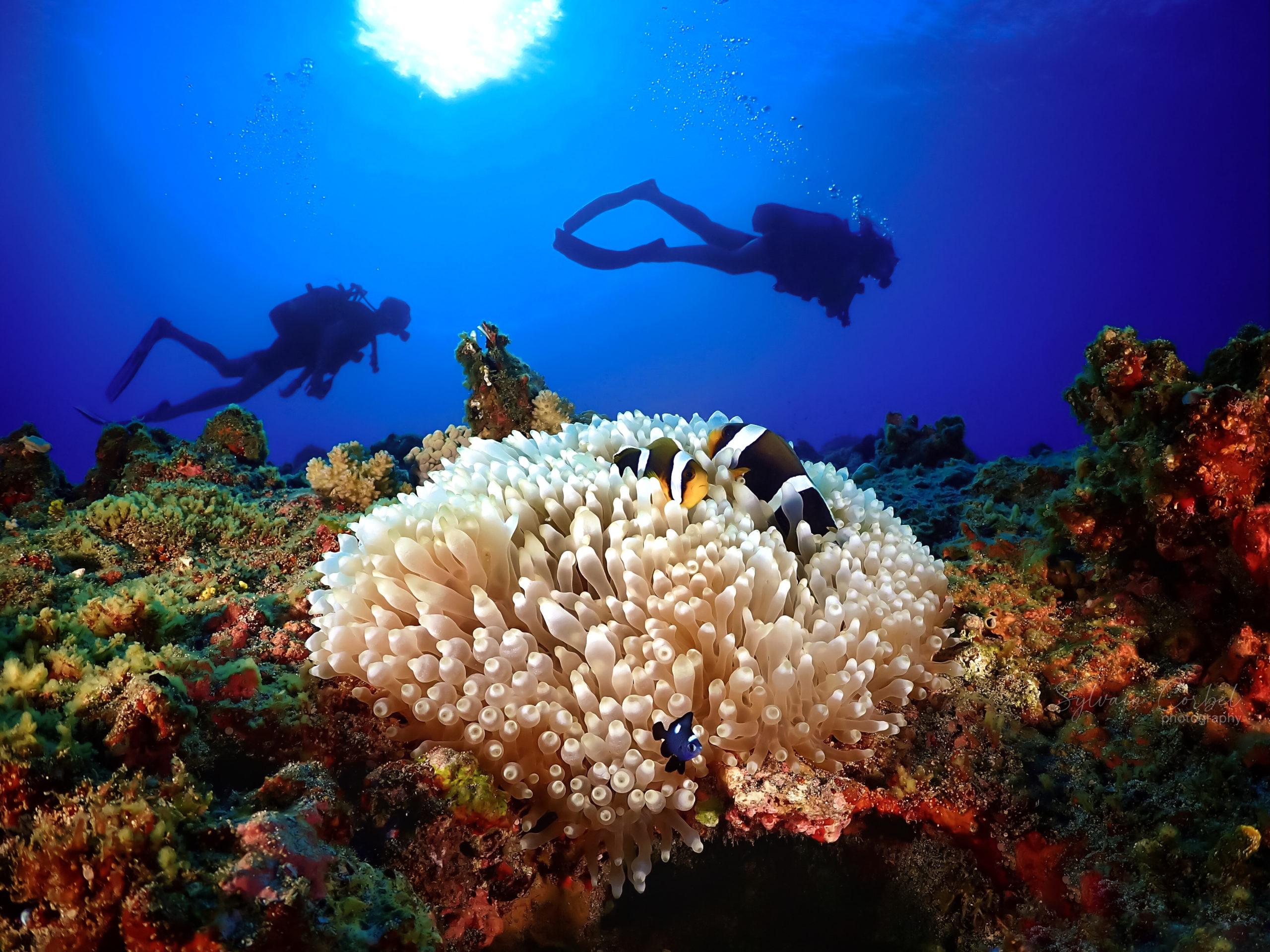 Duikers verkennen de levendige onderwaterwereld met Reunion Diving.