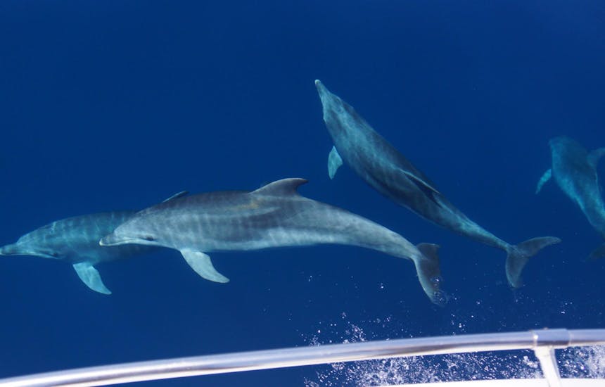 I bellissimi e curiosi delfini che potremmo incontrare durante l'avvistamento delfini in barca ad Alghero con Progetto Natura Alghero.