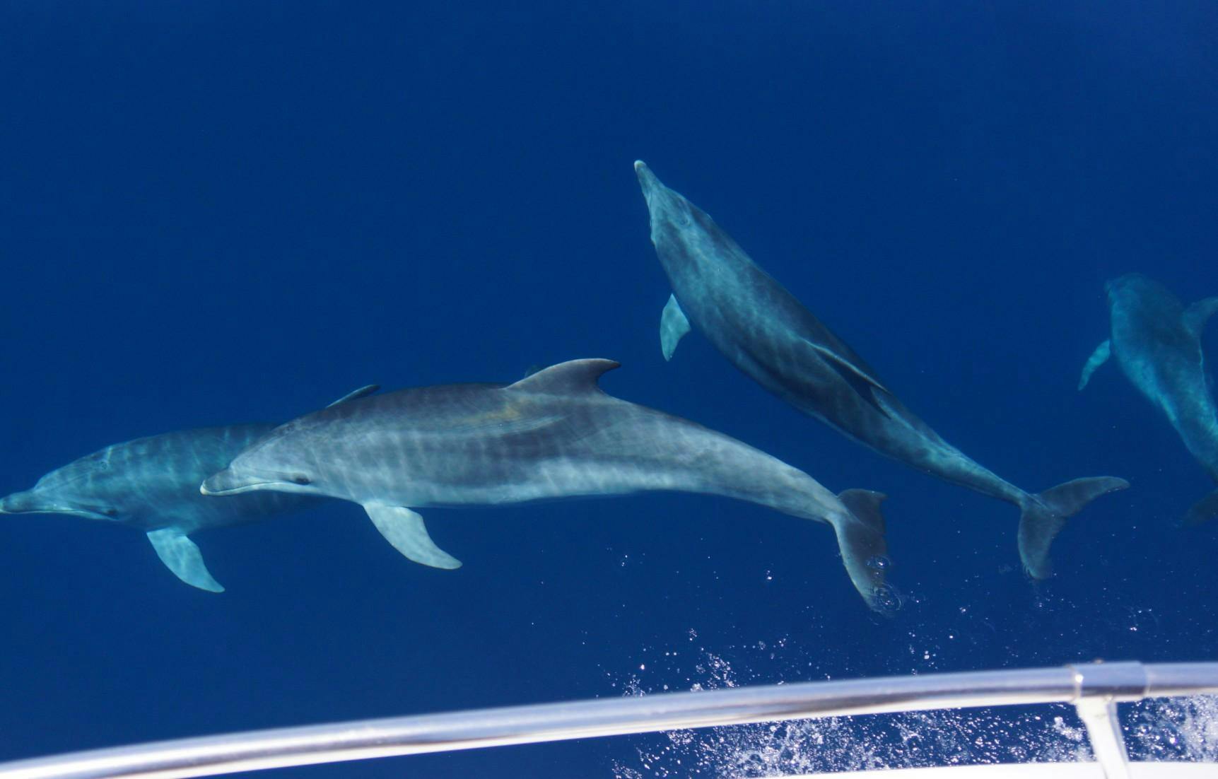 Progetto Natura Alghero Beautiful landscapes showcasing mountains and sea, where the experiences of Progetto Natura Alghero are taking place.