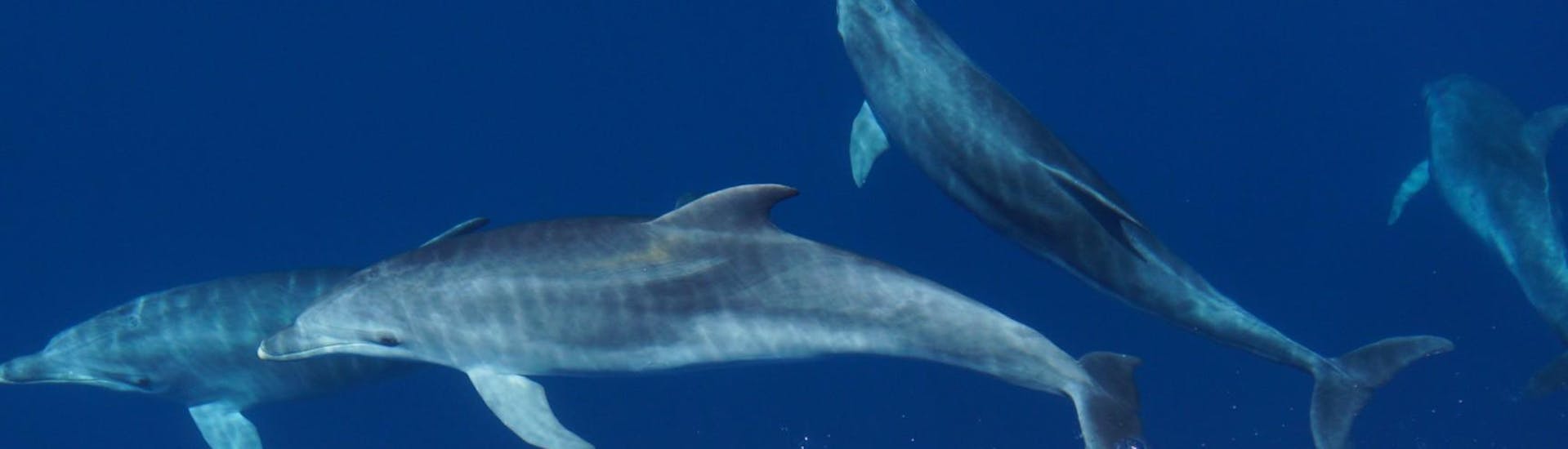 I bellissimi e curiosi delfini che potremmo incontrare durante l'avvistamento delfini in barca ad Alghero con Progetto Natura Alghero.
