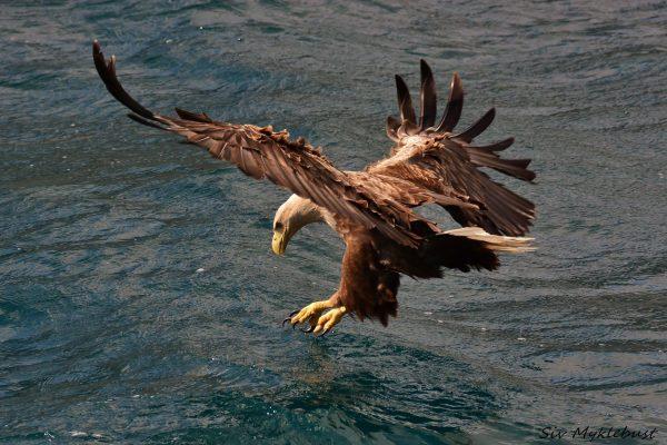 Adelaar vliegend gezien bij een van de belevenissen van RIB Lofoten.