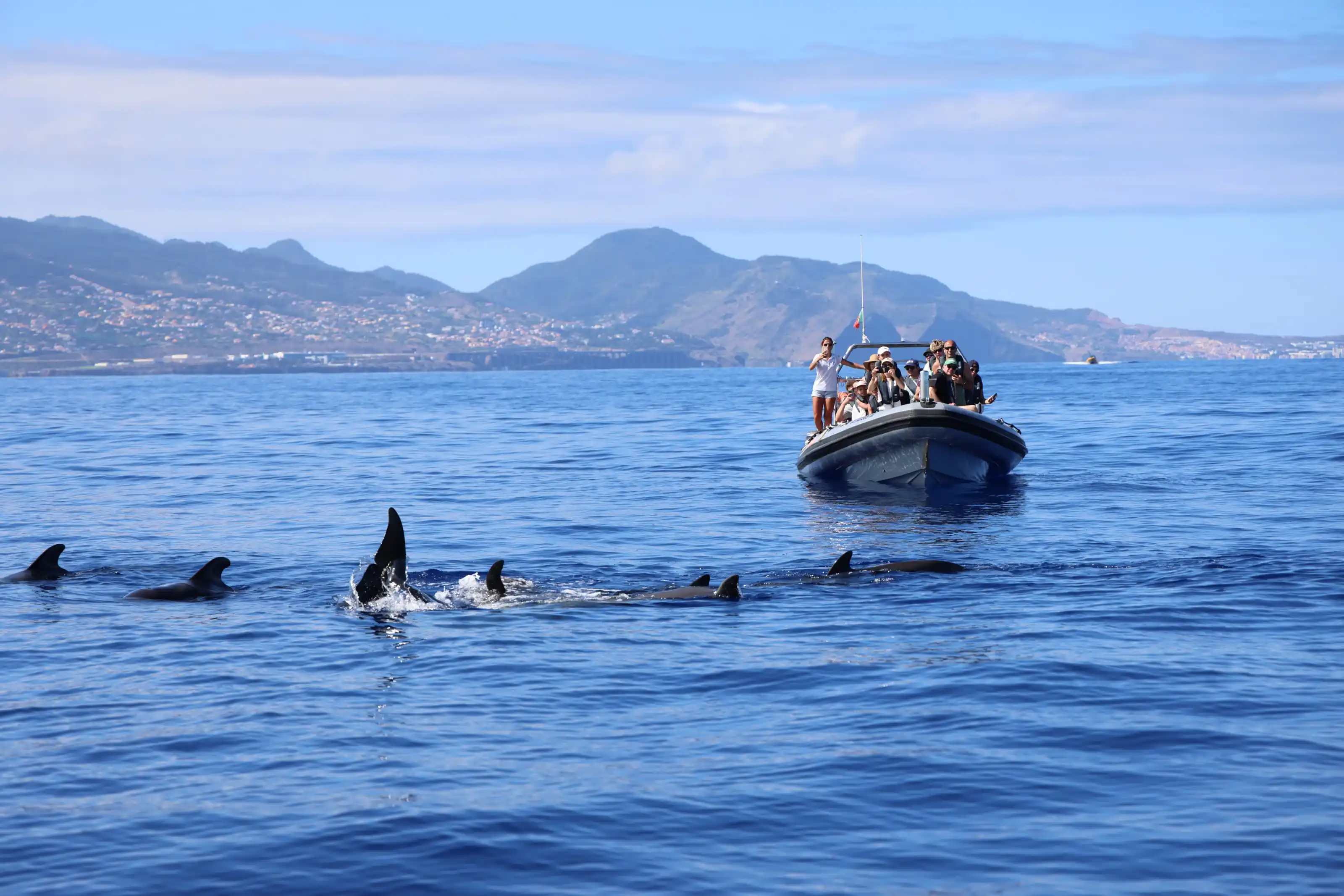 Turistas en una lancha observando un delfín nadando cerca de la superficie durante una excursión de avistamiento de ballenas y delfines frente a la costa de la isla de Madeira, guiada por biólogos marinos de Rota.
