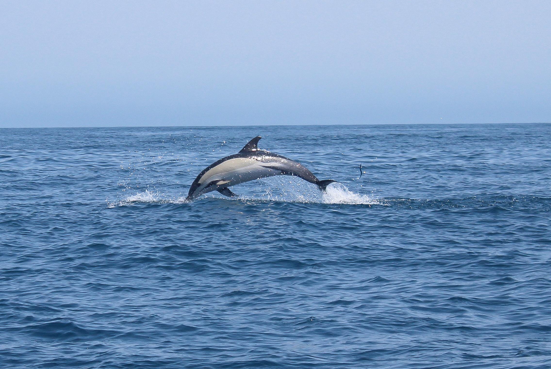 Dolphin jumping out of the water during an activity of Salema Tours. 