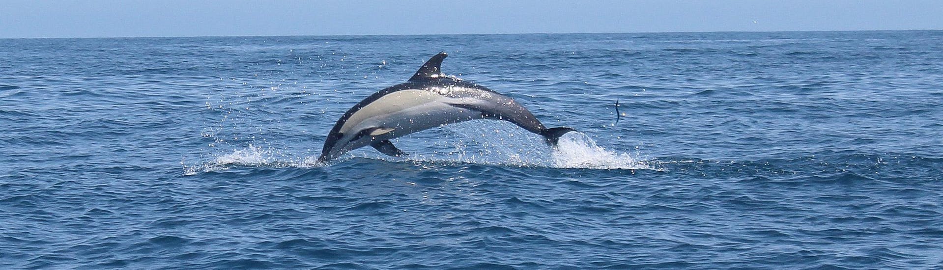 Dolfijn springt uit het water tijdens een activiteit van Salema Tours. 