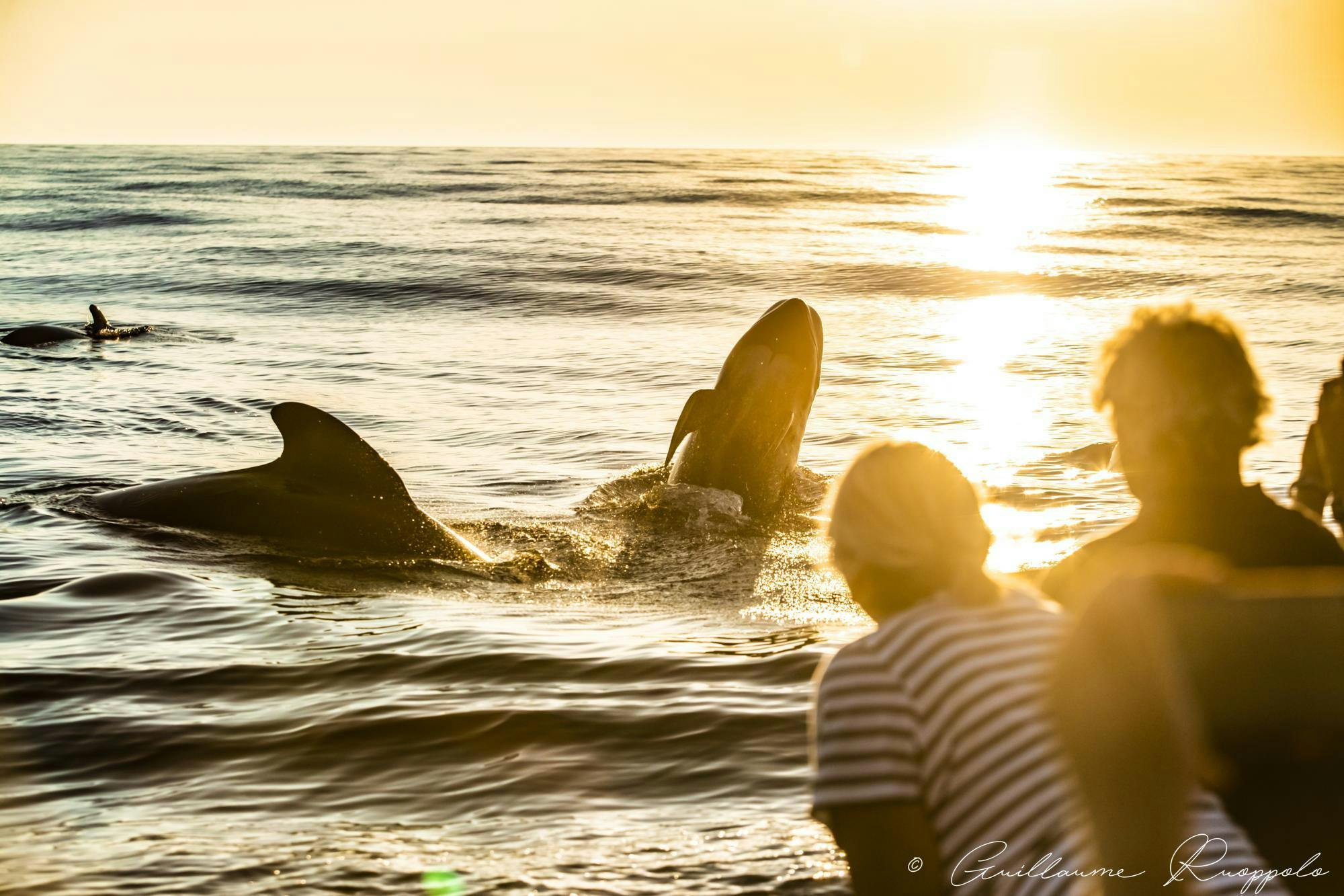 Sanary Aventure Marine Ein Bild von zwei Delfinen im Mittelmeer von Sanary Aventure Marine.
