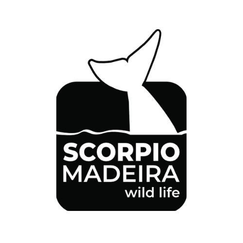 Scorpio Madeira Scorpio Madeira