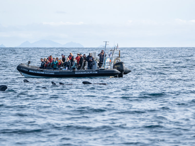 Toeristen op een RIB-boot van Scorpio Madeira kijken naar dolfijnen die dicht bij het wateroppervlak zwemmen tijdens een boottocht voor walvis- en dolfijnspotten voor de kust van Madeira.