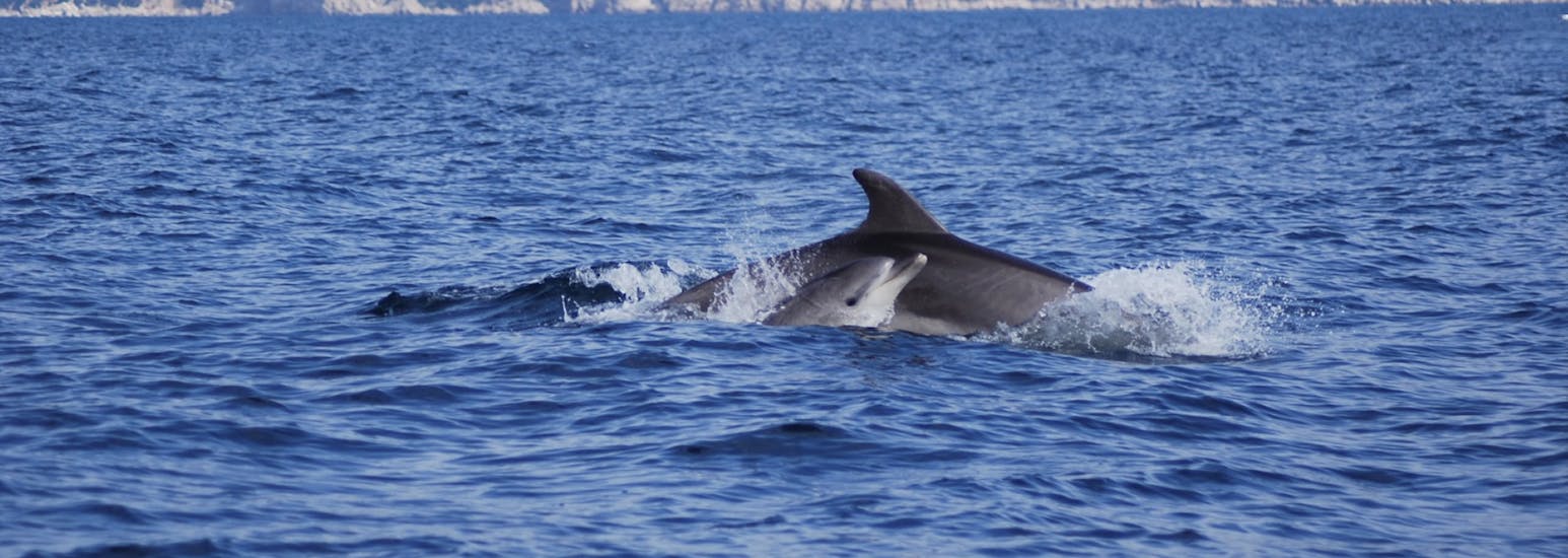 Dolphins doing acrobatics seen on a boat ride with Insula 360 San Teodoro.