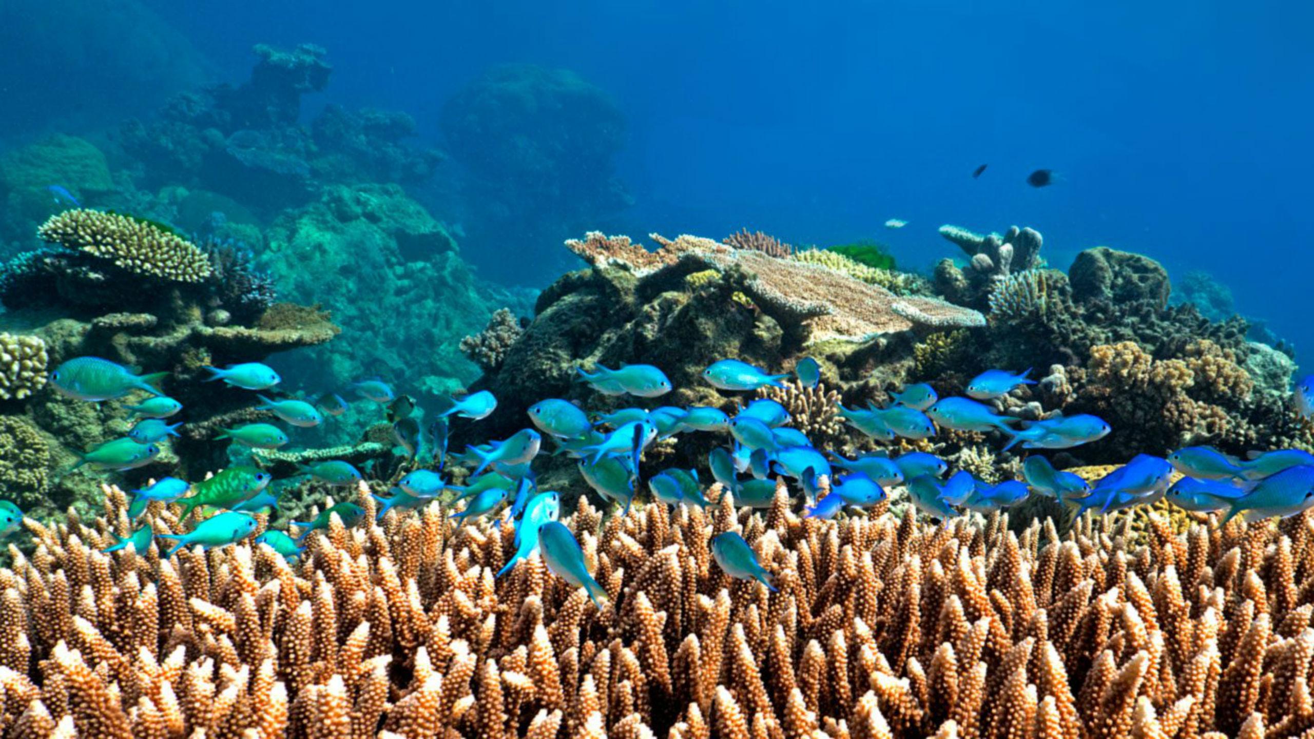 Большой Барьерный риф животный мир