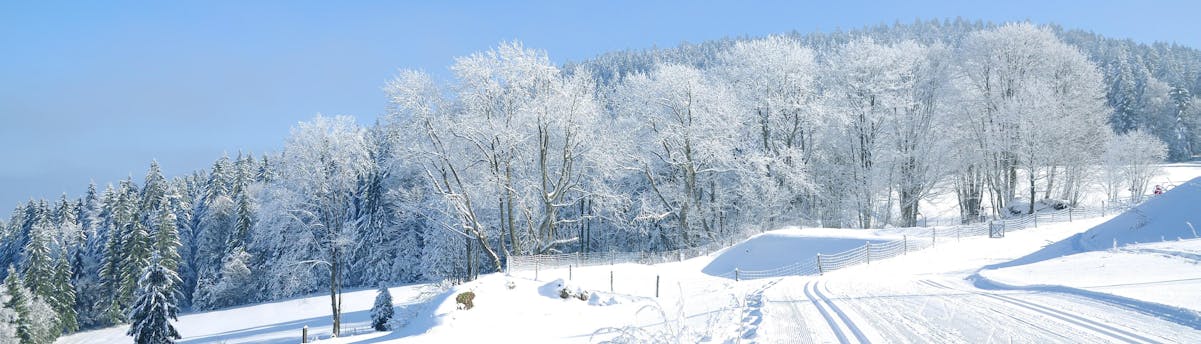 ski-school-bavarian-forest_SEM-Hero-Resort Image des pistes de ski en forêt bavaroise où vous pouvez réserver des leçons de ski.
