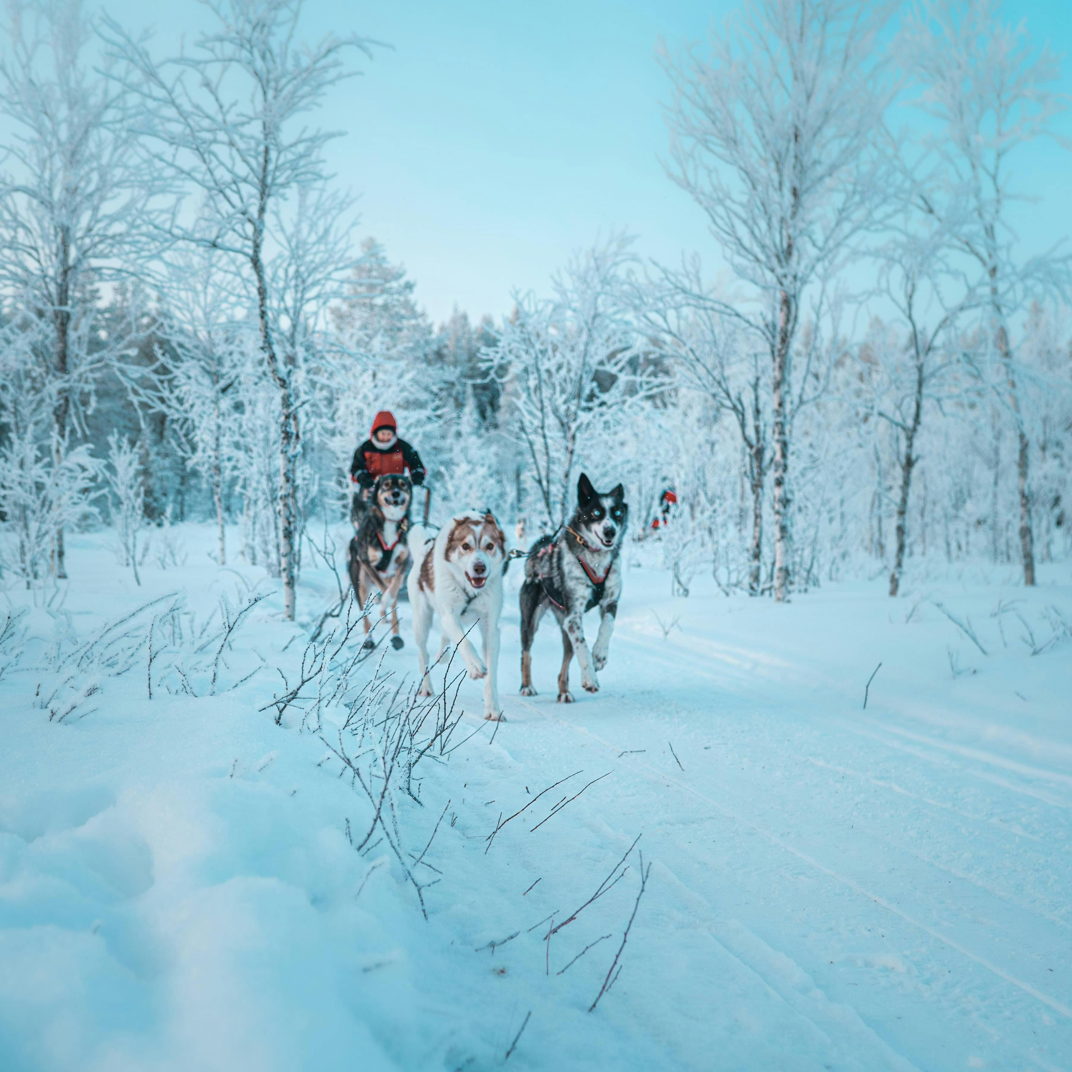 Beautiful landscapes showcasing mountains and sea, where the experiences of StayLapland are taking place.