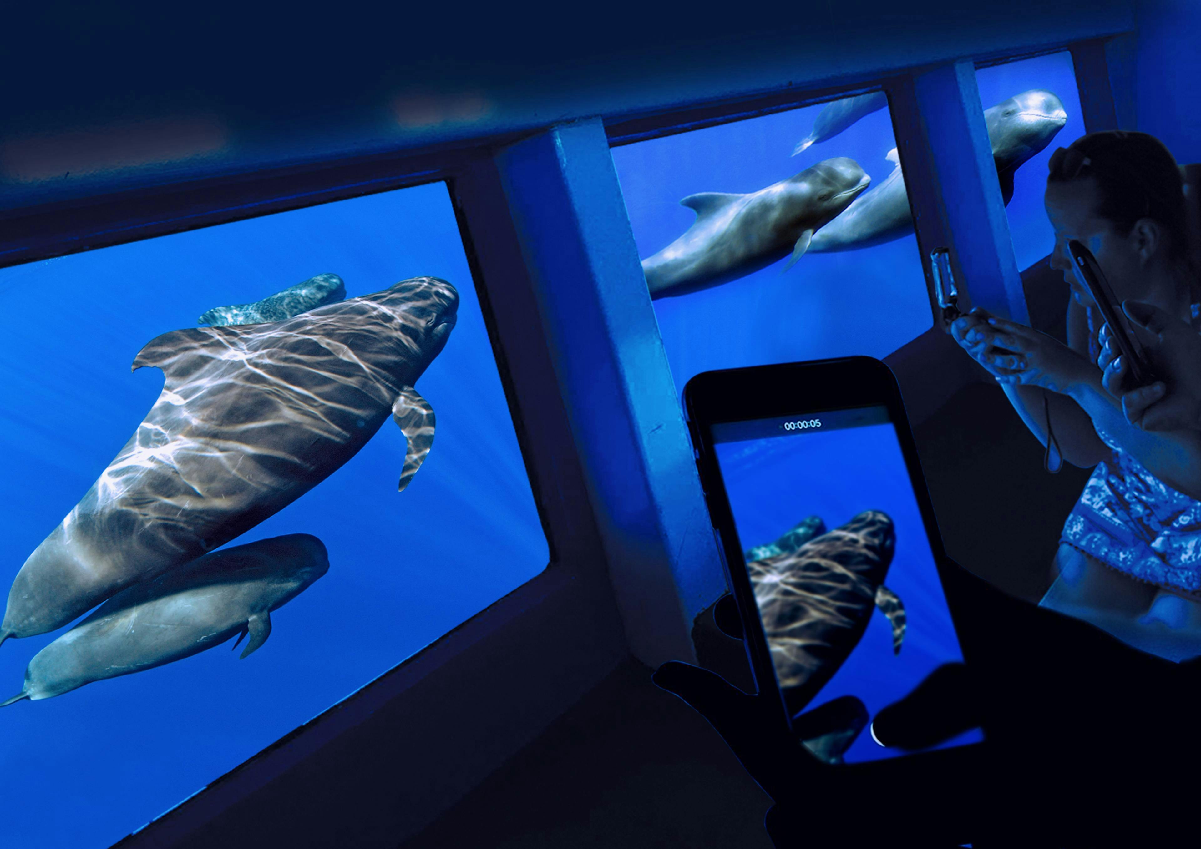 TENERIFE DOLPHIN 07 Magnifique paysage de montagnes et de mer, où se déroulent les activités de Tenerife Dolphin.