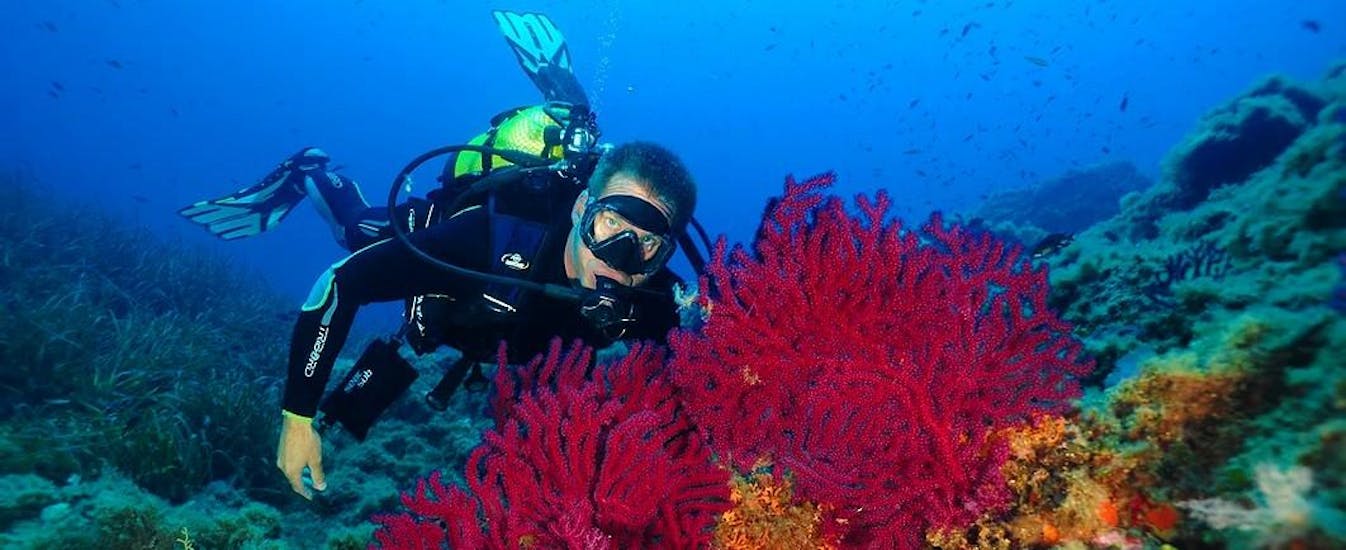 An instructor is showing the underwater beauties to a tourist for his test dive at Lion de Mer with Aventure Sous-Marine Saint-Raphaël.