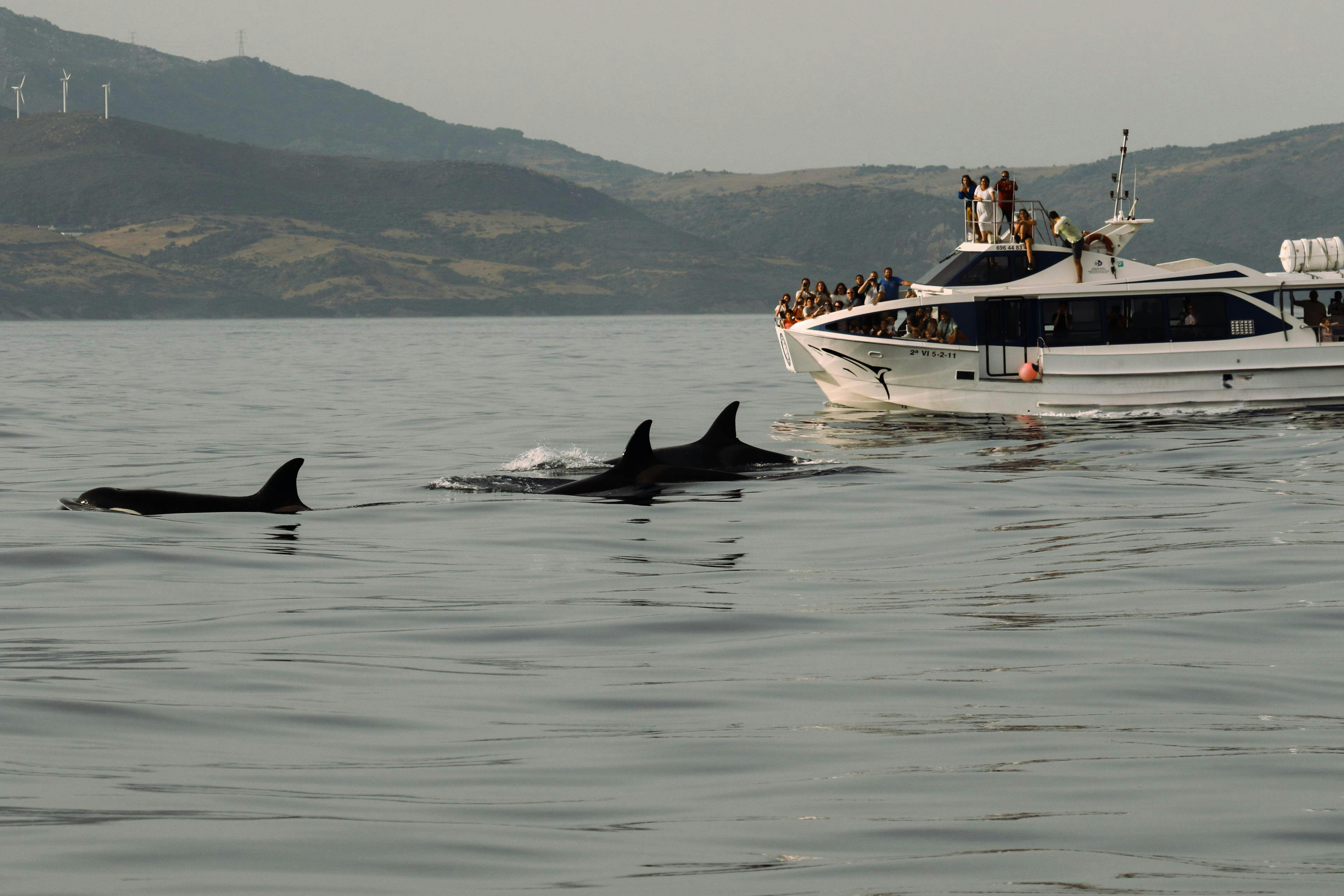 Turmares Tarifa Ein Boot aus Turmares Tarifa voller Menschen, die Delfine beobachten.