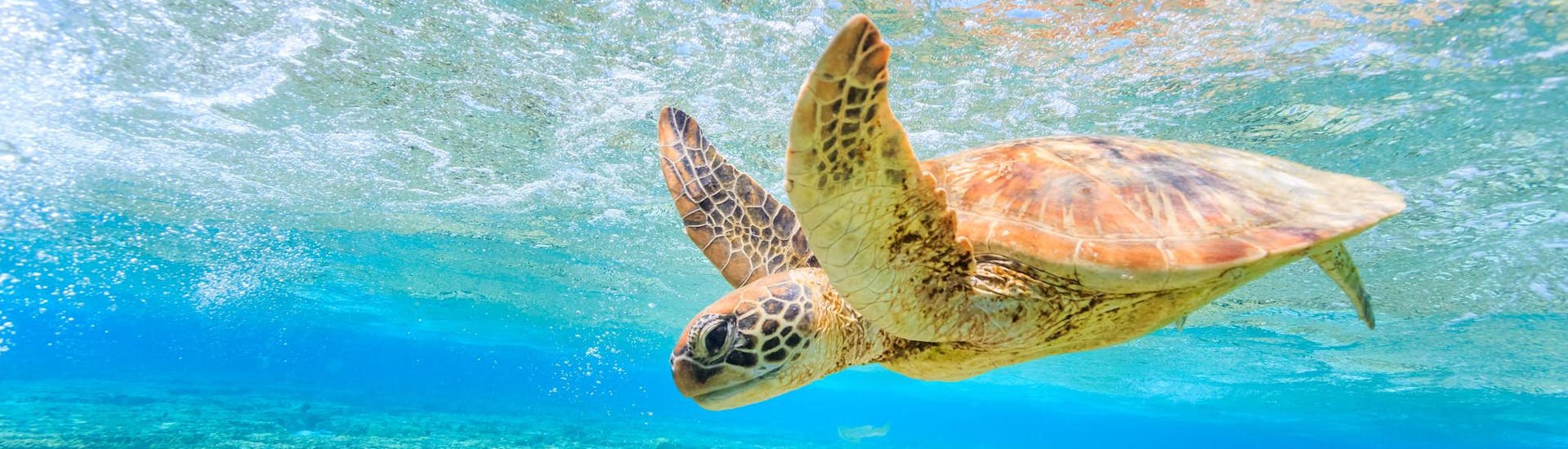 Schildpad gespot zwemmend over de riffen