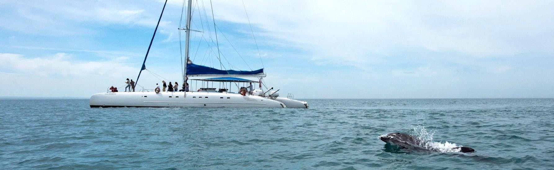 The catamaran of Vertigem Azul navigating in the Sado river.