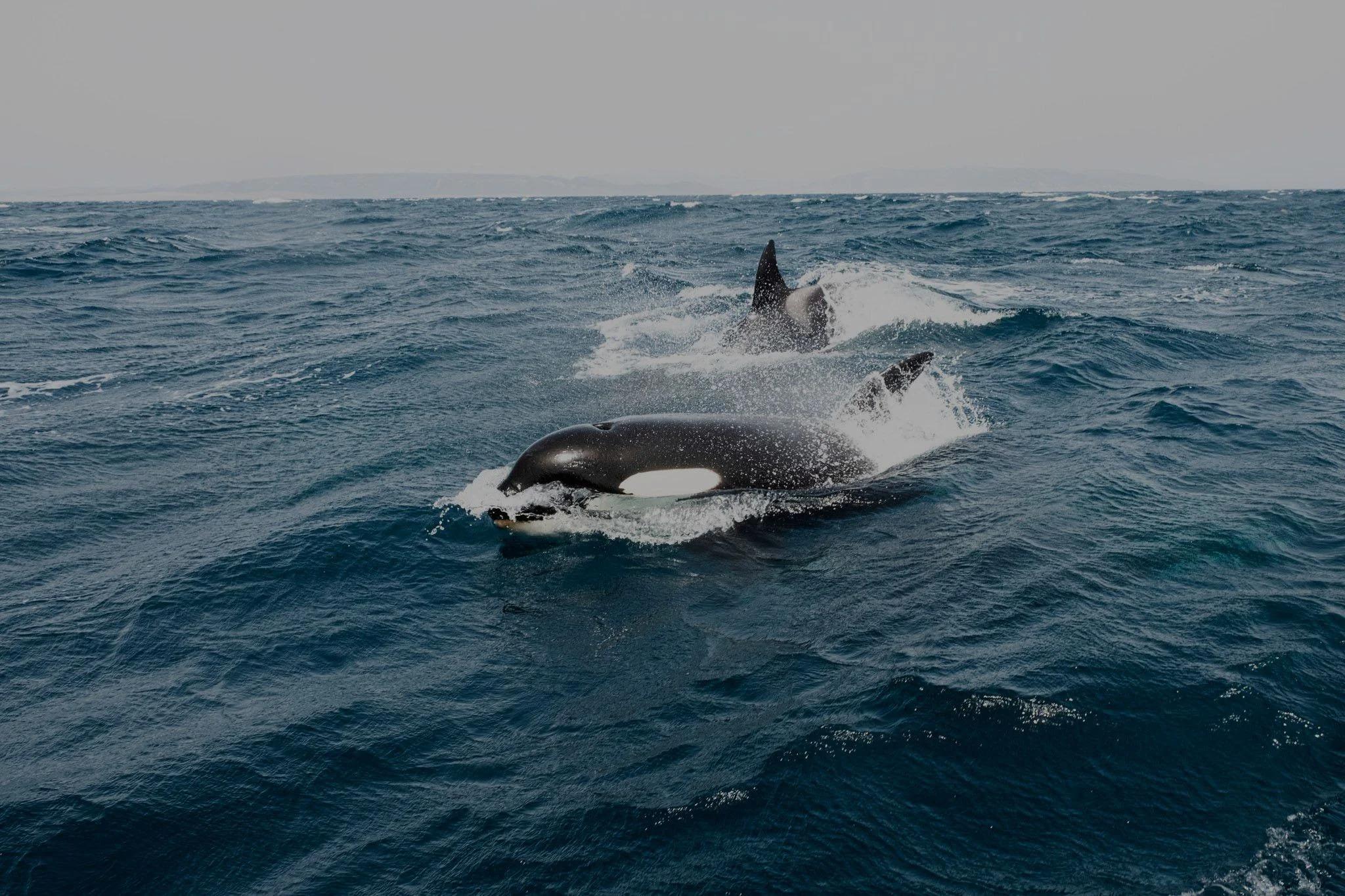 Algunas ballenas en el mar azul.