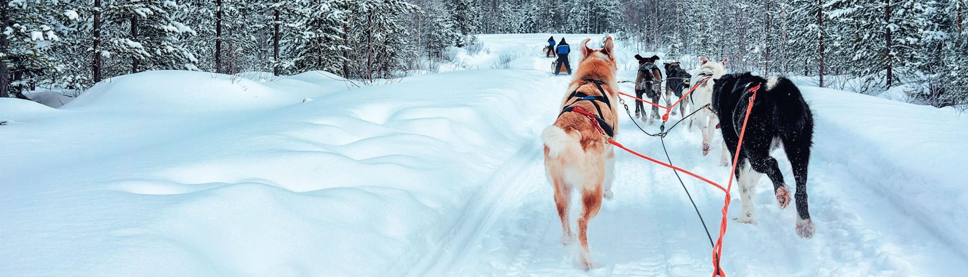 A stunning view of a snow-covered landscape while dog sledding near Trondheim in Kopperå.